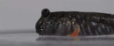 This Amphibious Fish May Hold The Secret to The.